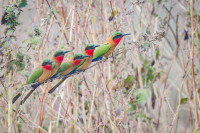Niokolo Koba National Park